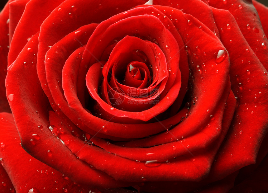 红玫瑰关上叶子宏观玫瑰花朵红色花瓣植物图片