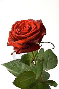 红玫瑰在白色上被孤立红色花朵花瓣玫瑰植物宏观叶子背景图片