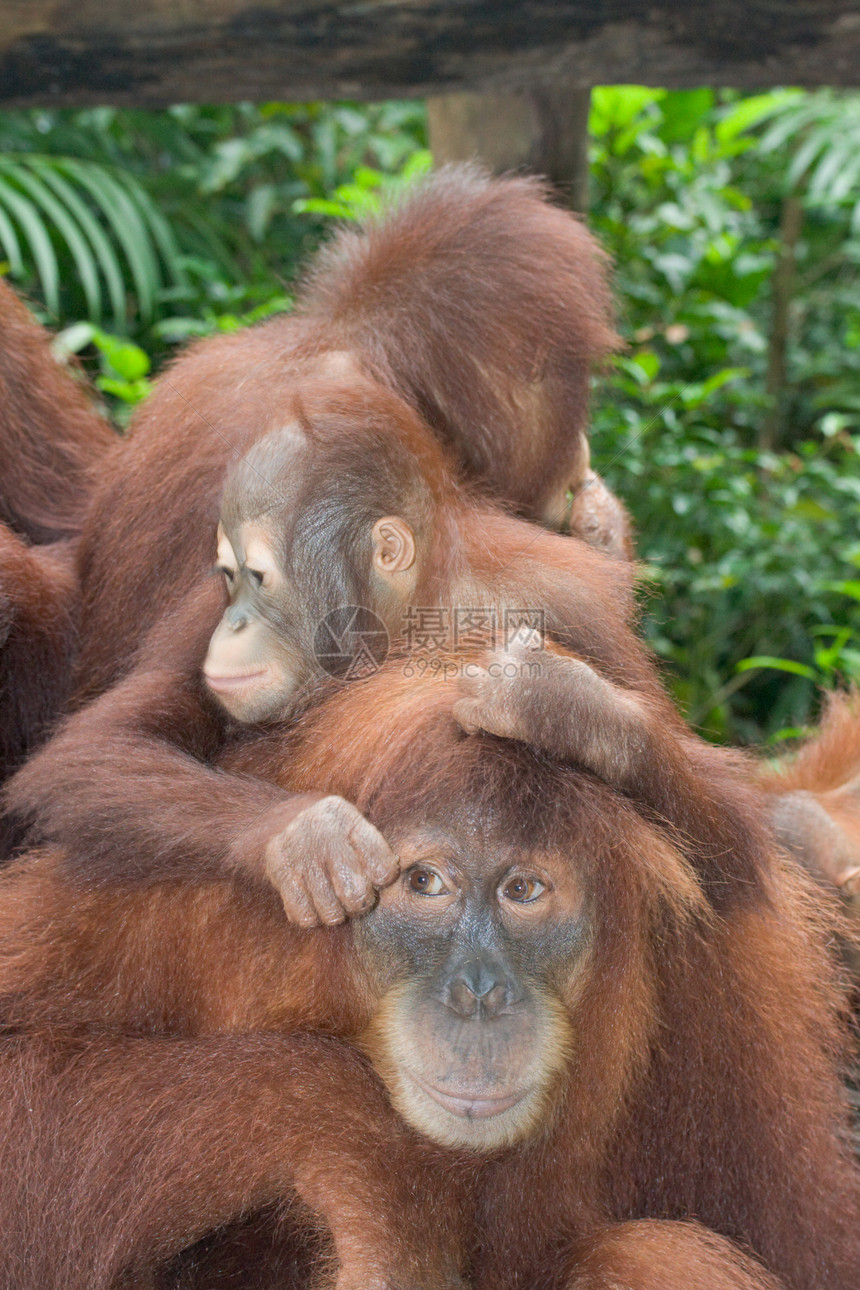 奥兰古图人家庭哺乳动物灵长类动物猩猩动物园图片