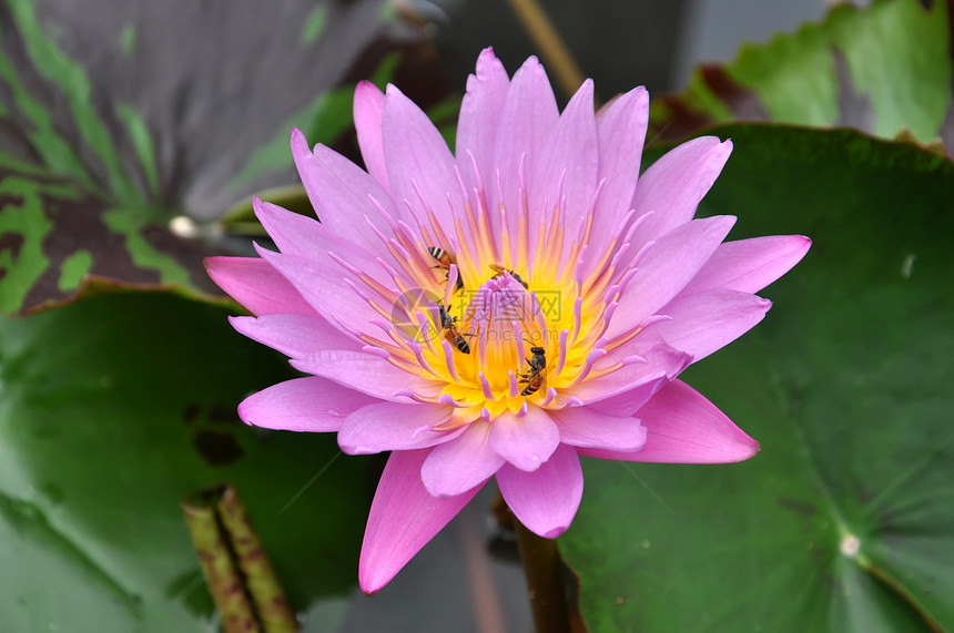 莲花植物紫色黄色公园绿色粉色荷花花瓣植物群花园图片