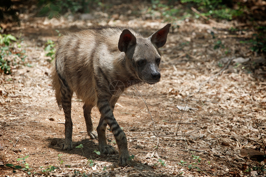 带条纹的hyaena野生动物鬣狗食肉动物荒野图片