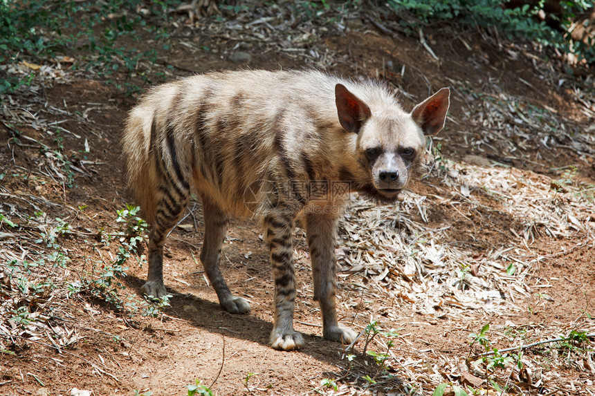 带条纹的hyaena荒野鬣狗食肉动物野生动物图片