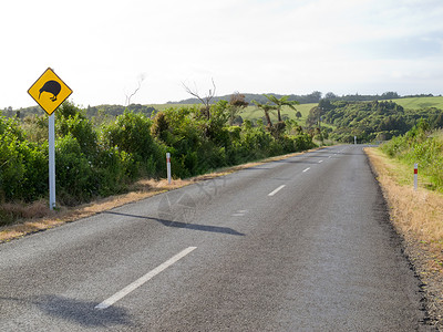 乡村指示牌NZ农村公路Kiwi交叉路标保护濒危国家钻石猕猴桃运输小路指示牌注意力流浪背景