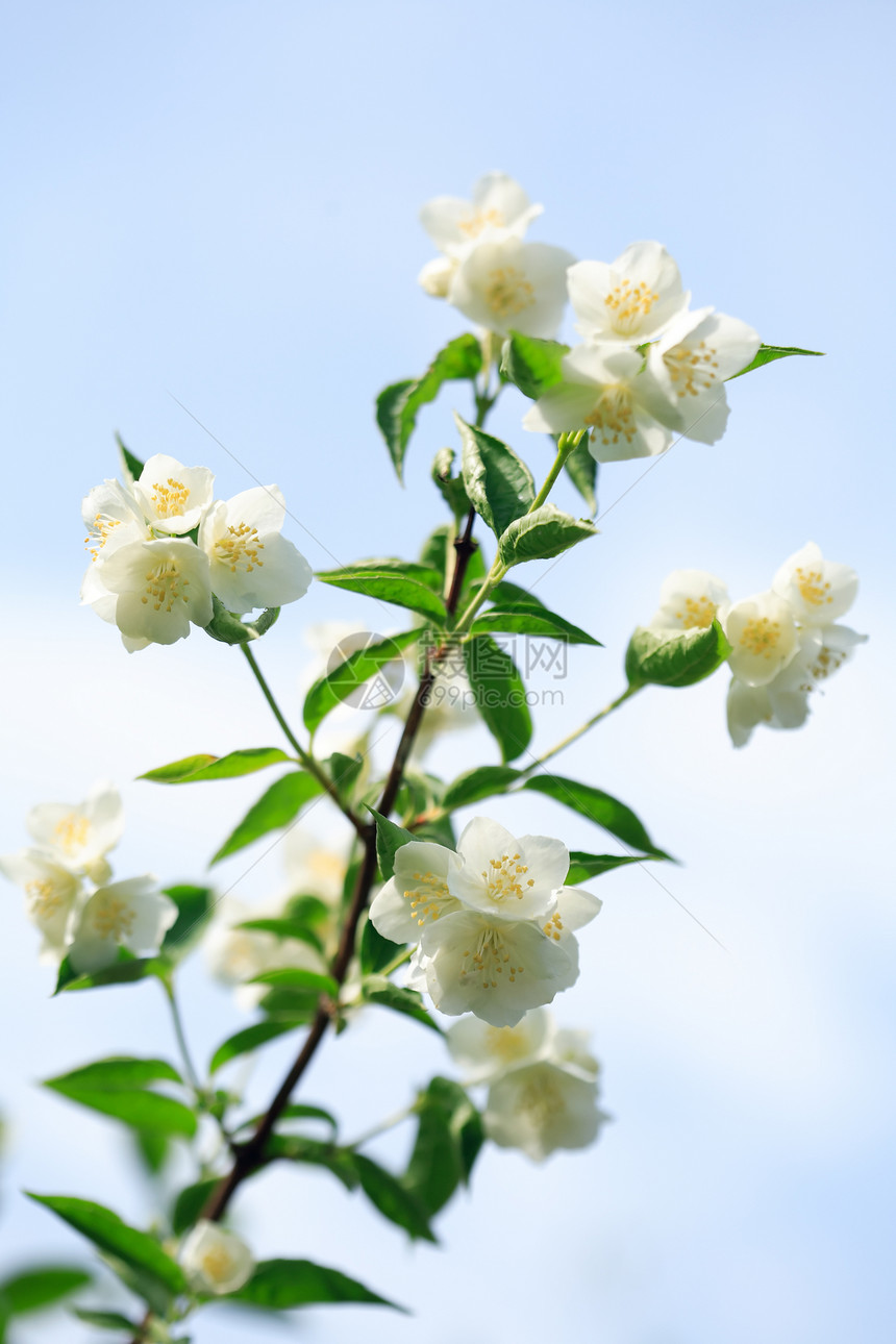 茉莉花柔软度植物叶子白色环境园艺生态宏观香味生长图片