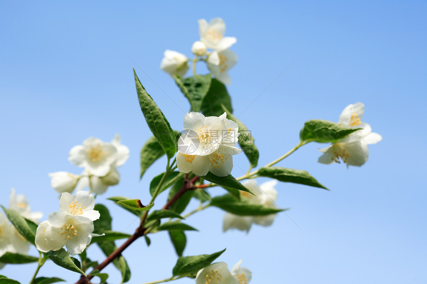 茉莉花叶子植物生长花头环境宏观白色香味生态柔软度图片