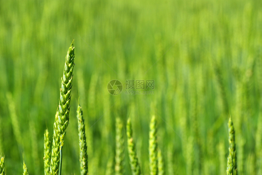小麦田种子生产粮食收成绿色面包黄色植物玉米稻草图片
