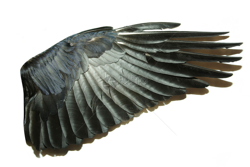 翅膀鸽子天空信仰魔法童话生活宗教精神自由航班图片