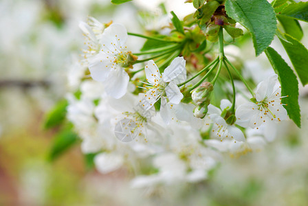 花白色绿色季节性花瓣背景图片