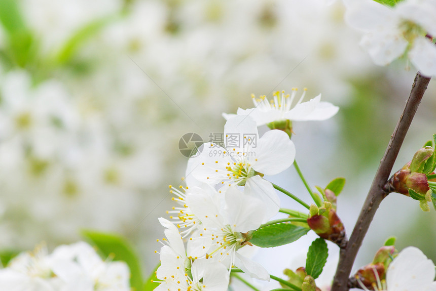 花绿色季节性花瓣白色图片