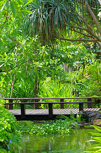 花园园途径草皮人行道花园院子棕榈车道叶子路线植物群高清图片