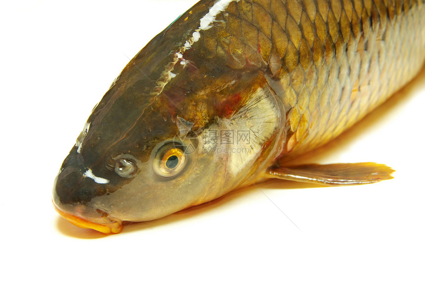 鱼类鼻子营养厨房熟食贮存鱼片饮食盘子市场食物图片