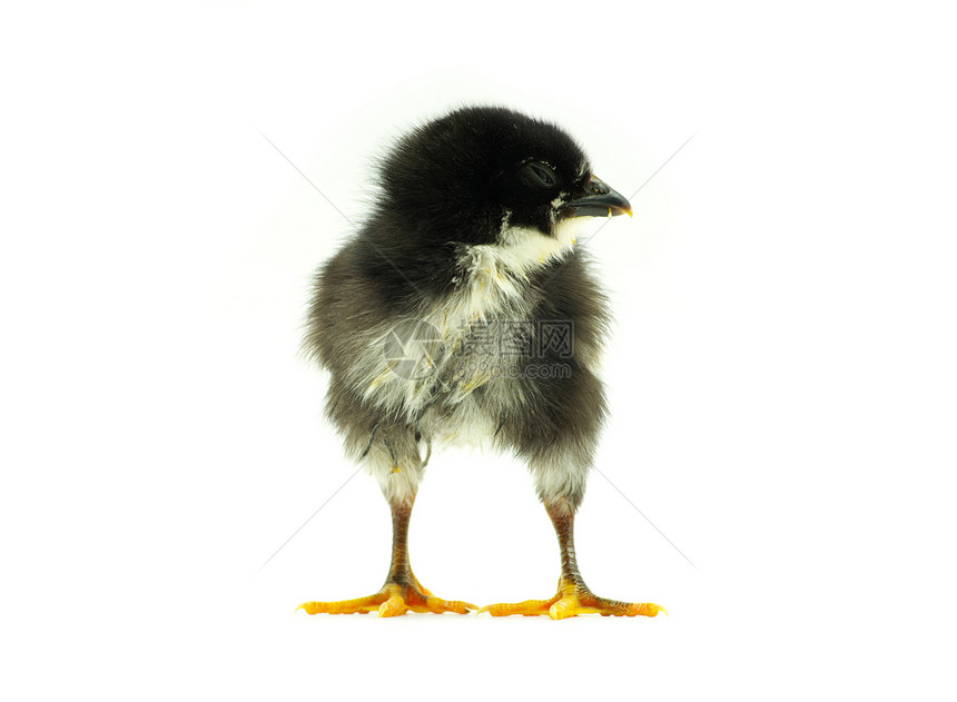 婴儿鸡小鸡工作室毛皮生物家畜母鸡生活黄色柔软度羽毛图片