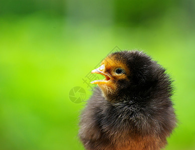 鸡小妞天空婴儿灯光母鸡草地小鸡食物眼睛背景图片