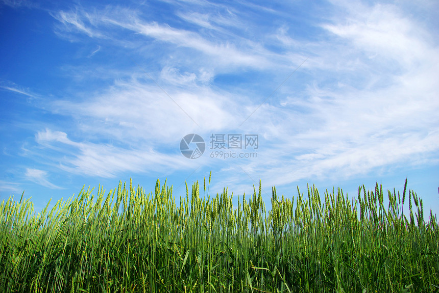 小麦生长稻草农场植物黄色场地粮食绿色面包生产图片