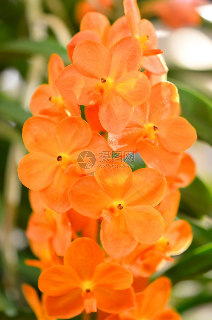 橙兰花植物学花园花瓣植物叶子花束热带兰花植物群图片