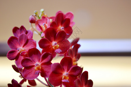 美丽的花朵热带植物植物学花园叶子植物群花束花瓣兰花背景图片