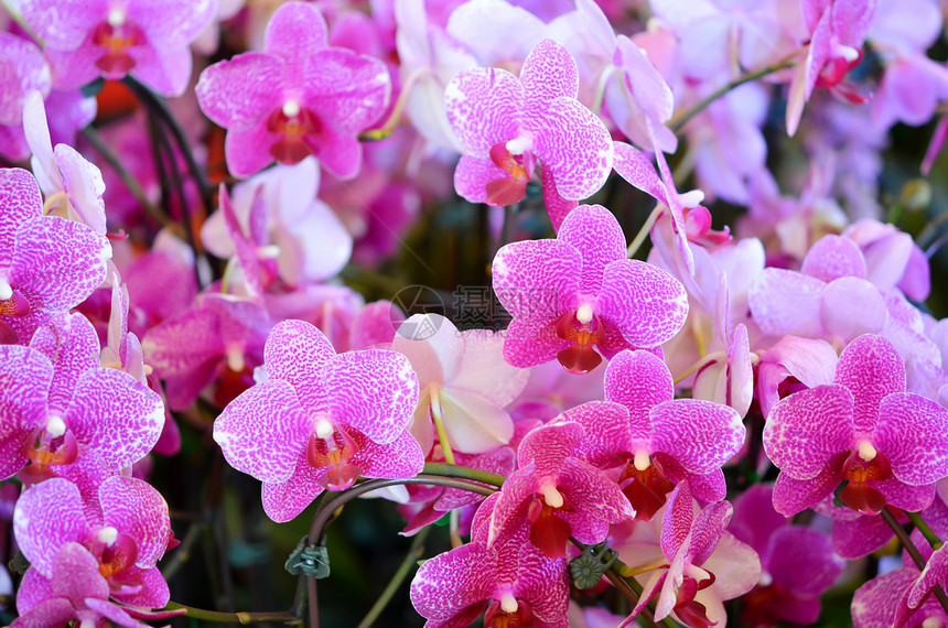 粉红色兰花花束叶子热带植物群植物花园花瓣植物学图片