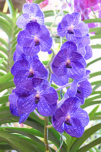 紫兰花兰花植物花园植物学植物群花瓣热带花束叶子背景图片
