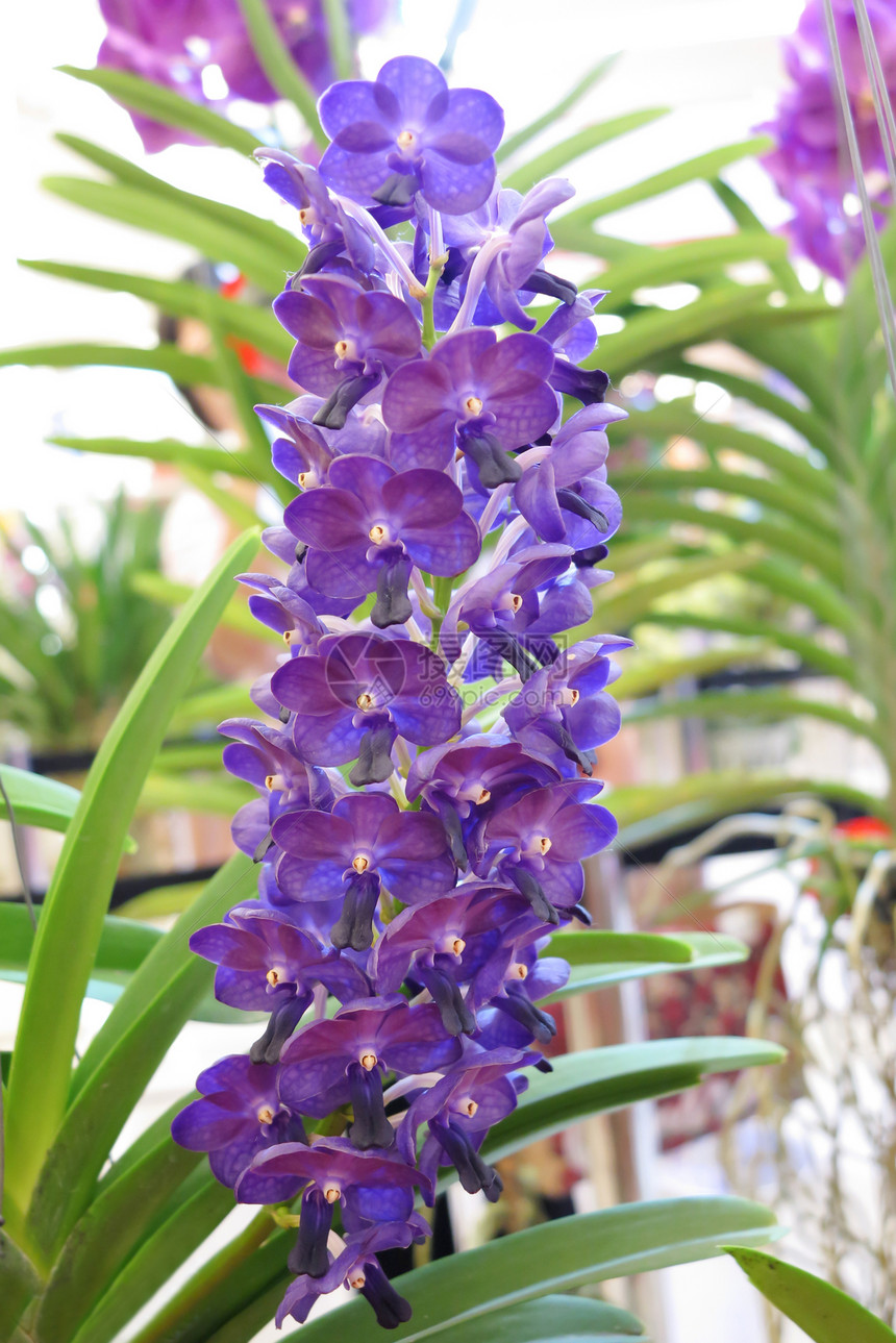 园圃的植物植物群植物学兰花花园叶子花瓣花束热带图片