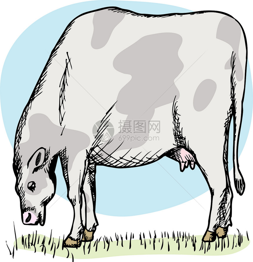 肥奶牛放牧图片