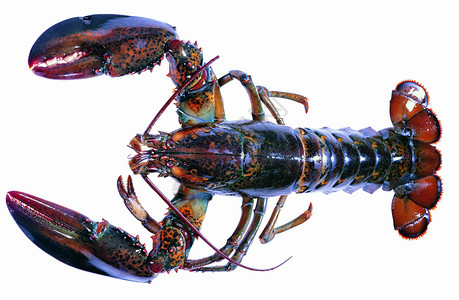 癌症生活香料贝类活力触手龙虾红色绿色美食家烹饪背景图片