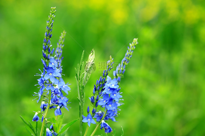 蓝野花野生动物绿色生态场地蓝色野花植物花头环境森林图片