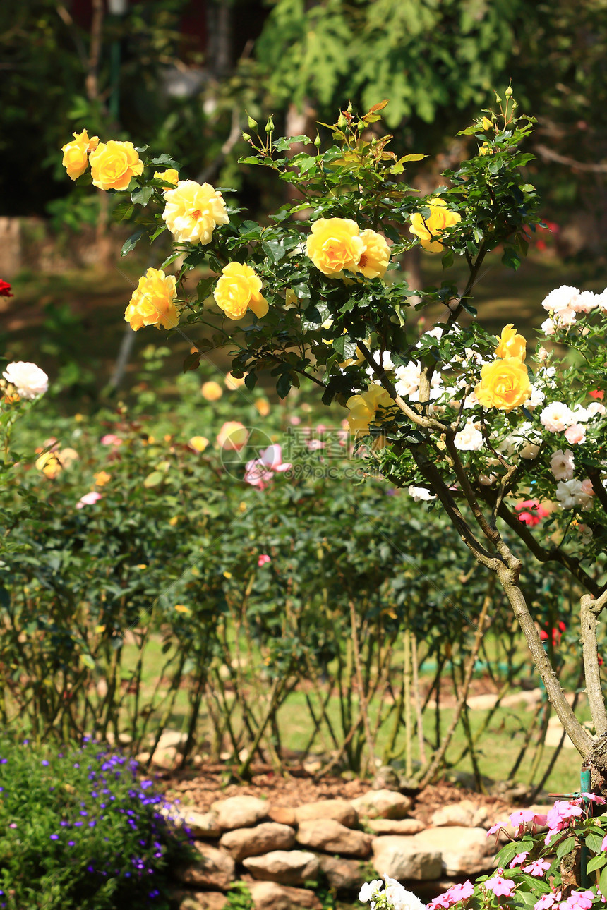花园里的玫瑰花粉色玫瑰叶子公园花瓣园艺植物绿色衬套图片
