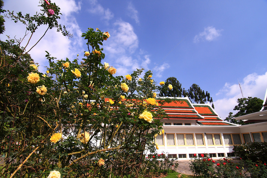 花园里的玫瑰花粉色花瓣公园玫瑰衬套绿色园艺叶子植物图片