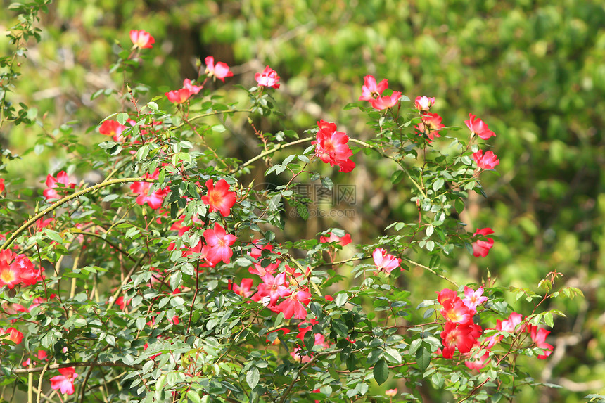 花园里的玫瑰花美丽阳光生长花瓣玫瑰园艺太阳衬套植物学叶子图片