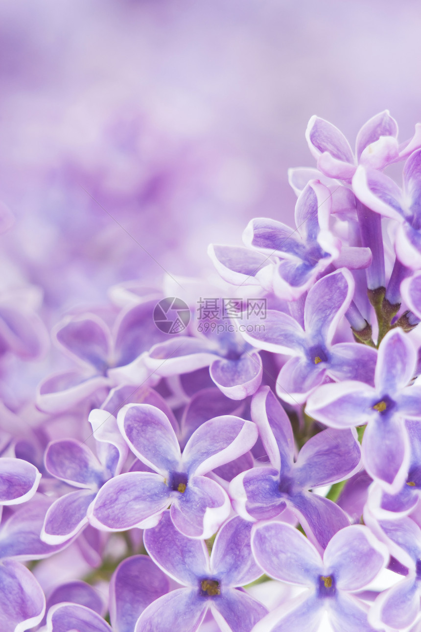 花朵的开花灵敏度卡片紫色背景花束庆典香水情怀植物群礼物图片
