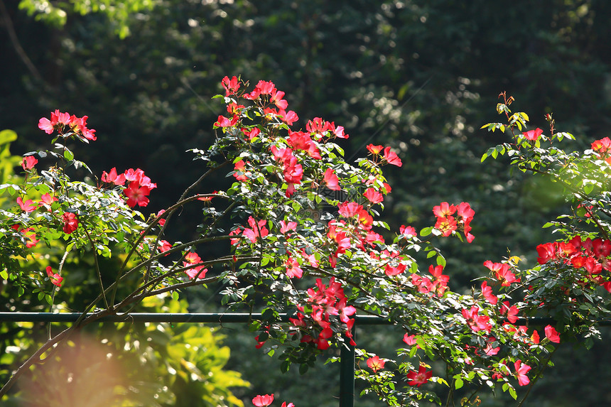 花园里的玫瑰花阳光叶子园艺衬套美丽花瓣生长玫瑰太阳植物学图片