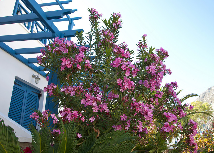 奥里安德语Name粉色神经质绿色植物群植物蓝色叶子天空花园图片