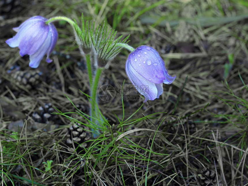 春天紫色白头翁紫罗兰花图片