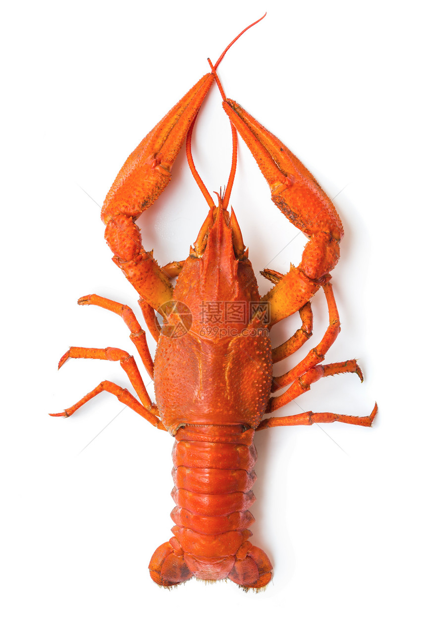 红龙虾食物甲壳螃蟹生物学甲壳纲动物天线脊椎动物海鲜池塘图片