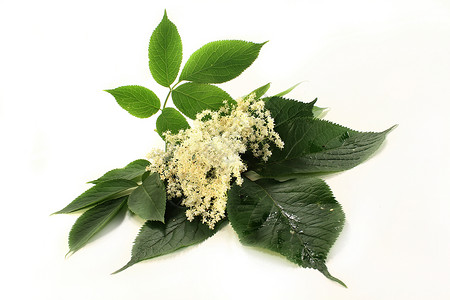 大莓花野生植物措施植物香味疗法医药箱花序花朵白色糖浆背景图片