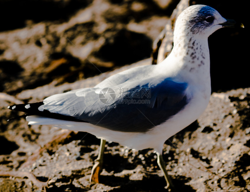 海鸥动物海滩荒野蓝色天空羽毛自由支撑海岸墙纸图片