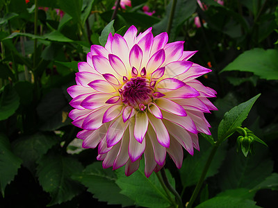 丽萍和紫色和白达丽雅花粉奶油白色季节花园植物植物群园艺植物学花瓣背景
