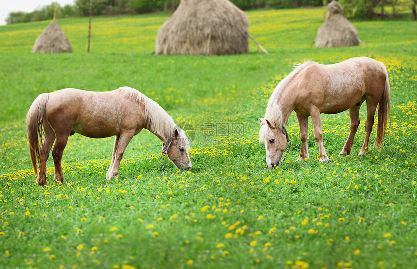 两匹马用干草堆在草地上吃草图片