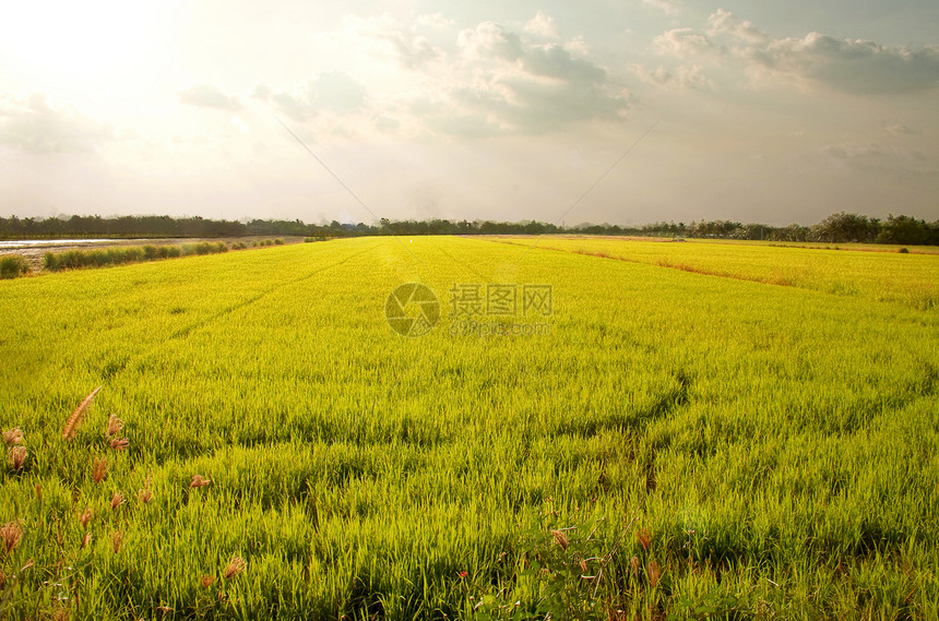角季节小麦晴天山脉蔬菜幼苗农场玉米风景天空图片