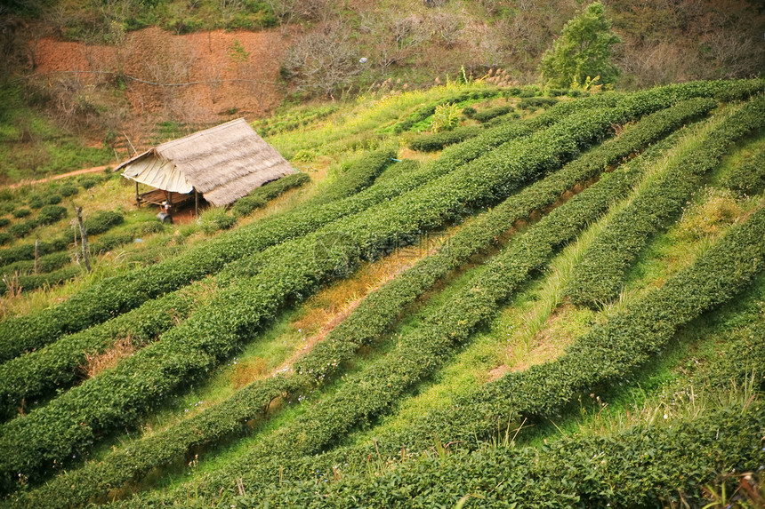茶叶种植园公园天空植物群场地晴天森林阳光蓝色房子植物图片