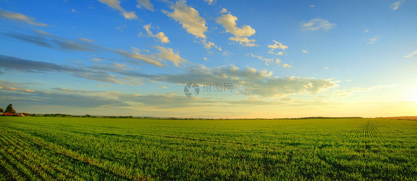 谷物田的日出全景图片