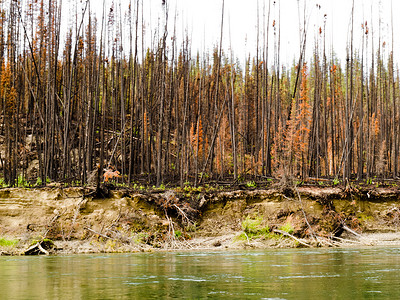 育空河上的植物林被火灾烧毁树木领土森林木头荒野生长野火云杉环境地区背景图片