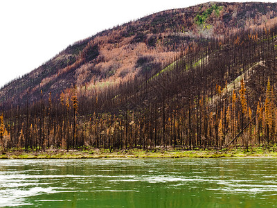 育空河上的植物林被火灾烧毁野火生长环境树干烧伤地区云杉领土灾难损害背景