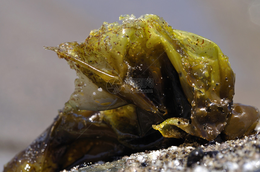 Pyphora藻类图片