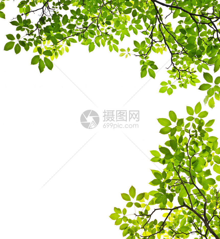 白色背景上孤立的绿叶昆虫树木框架公园花园叶子森林植物群太阳晴天图片