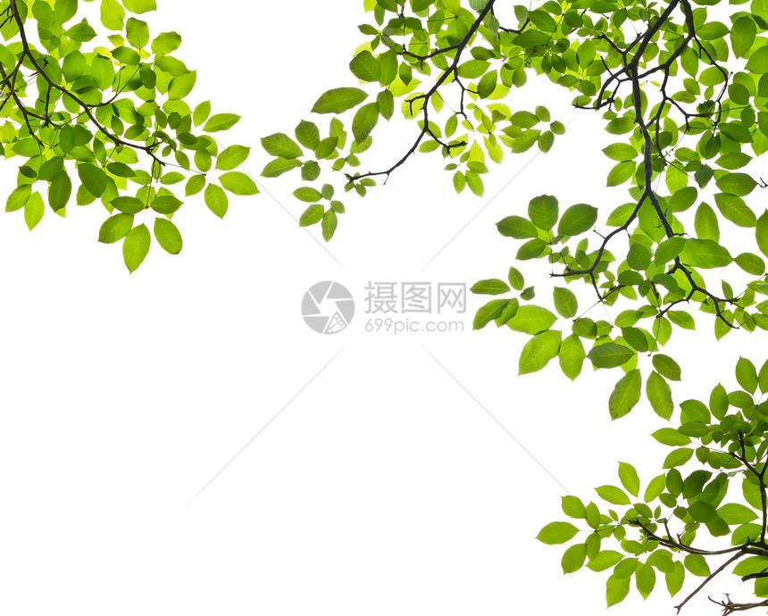 白色背景上孤立的绿叶框架植物学森林阴影花园植物群昆虫树木生长枝条图片