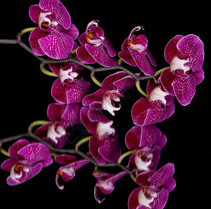 黑背景上的粉红白兰花镜子花瓣花园反射白色紫色兰花美丽黑色花卉背景图片