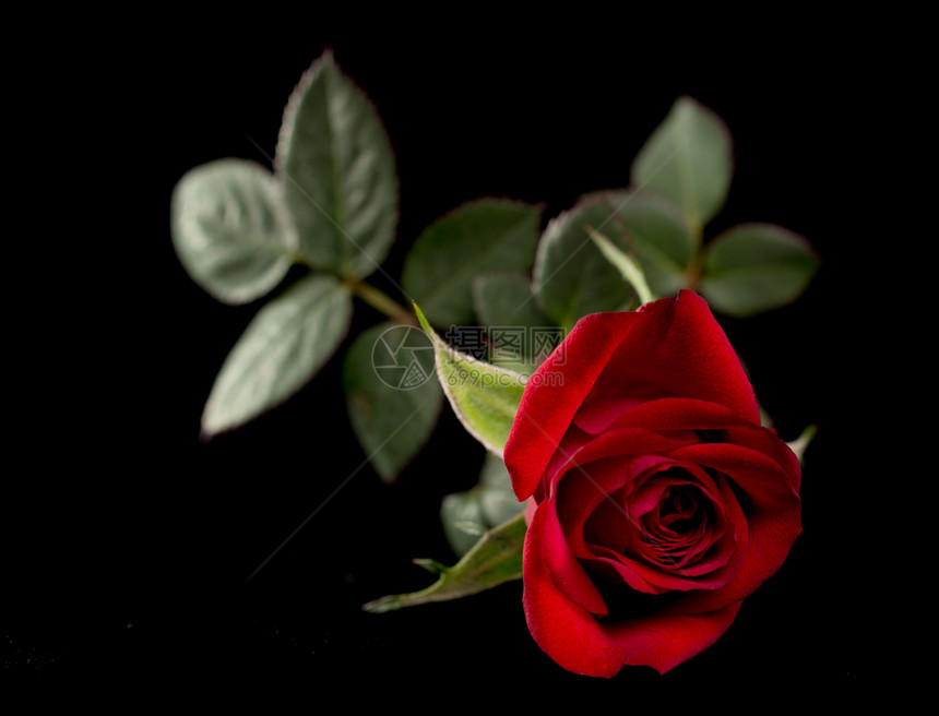 红玫瑰孤立于黑色植物念日场合背景花瓣婚礼玫瑰花店图片