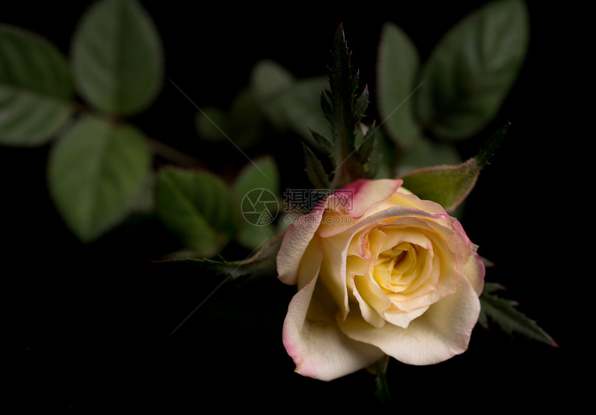 黄色玫瑰孤立于黑色图片