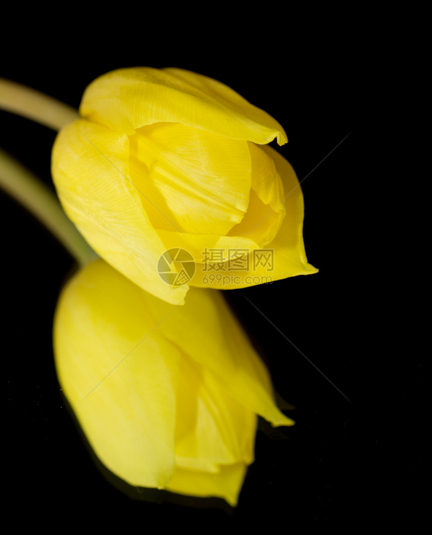 黄色郁金花郁金香背景花园反思植物花朵镜子黑色图片